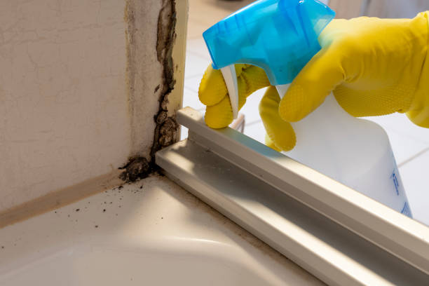 Professional Mold Removal in Lake Stickney, WA