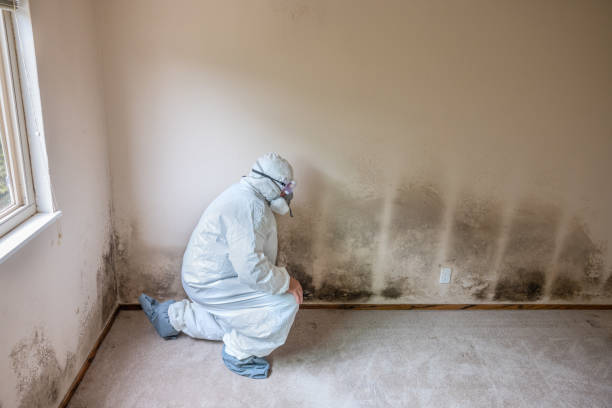 Best Mold Remediation Services  in Lake Stickney, WA