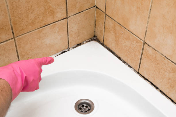 Best Local Mold Removal Service  in Lake Stickney, WA